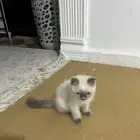قطه أليفه