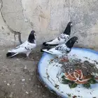 للبيع ثلاث اناثي