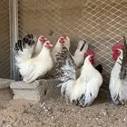 للبيع بيض دجاج جبانيز كولمبي