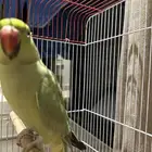 ببغاء الدرة