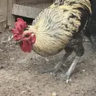 ديك