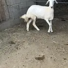 نعجه حريه
