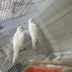 طيور دره انتاج محميه