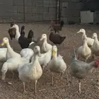 بط بكيني للبيع