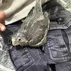 فروخ غر تربيه كروان