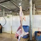 ذبيحتك لباب بيتك