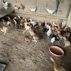 صوص دجاج بلدي مشكل