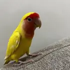 روز لاتينو أليف