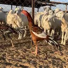 للبيع ديك سندي