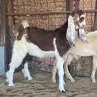 تيوس هولنديه
