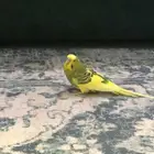 ببغاء البادجي