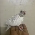 فروخ كروان البينو ( تم البيع )