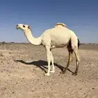 قعود حاشي