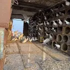 حمام بلدي للبيع