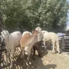 حريات وسواكن جذعان بيض وحمر ونعيم بلدي نضيفف