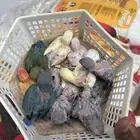 فرخين كنيور و مجموعة فروخ روز بيعه وحده