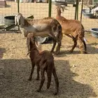 سوكني رخله حمراء ومعها طلي ورخله دورمان