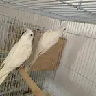 كروان البينو احمر مستعجل