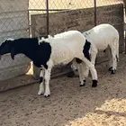 ذبايح هجين حري وتيوس ونعيم