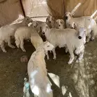 خرفان كفو للبيع