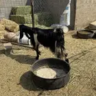 للبيع جفره رباع ماولدت ومالها ديس