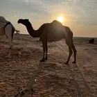ناقة