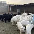 تيوس وطليان جبره