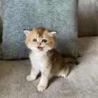 قطط للبيع سكوتش