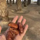 تمر للبيع مزرعه كامله