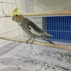 كروان ذكر