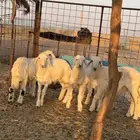 بهم حري