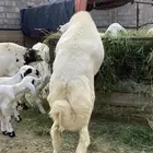 خروف رفيدي