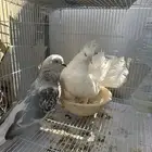 حمام رقاصي هندي