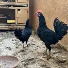 ديك والدجاجة بلدي