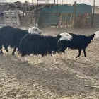 ضان نجد البيع