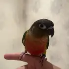 ببغاء كنيور يلو سايد