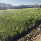 بر بلدي وعضوي ظهران الجنوب