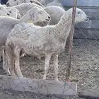 تم البيع
