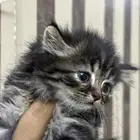 قط أنثى شيرازي