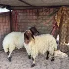 السلام عليكم