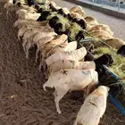 برابر وتيوس جديده للجمله