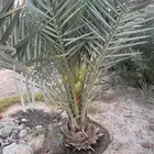 نخل برحي للبيع