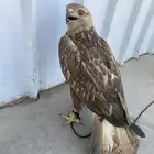 طير وحش باز