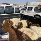 ثمان طليان وفطيمه للبيعه
