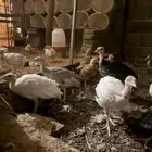 دجاج رومي