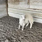 ذبايح حري سواكن تيوس