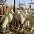 بهم تربيه 7 كلها طليان (( تم البيع ))