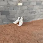 بط العدد ثلاث حبات