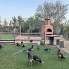فروخ طاؤوس