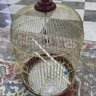قفص طيور